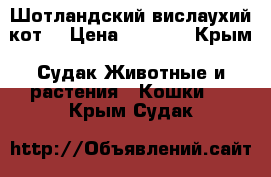 Шотландский вислаухий кот  › Цена ­ 4 000 - Крым, Судак Животные и растения » Кошки   . Крым,Судак